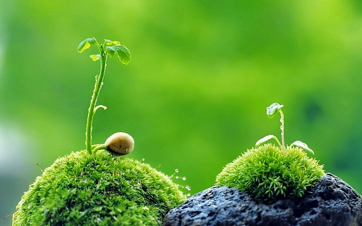 Một lời cảm ơn cũng giống như gieo một mầm xanh thiện quả, hiểu đạo lý nhân sinh mỗi ngày trôi qua đều trở nên ý nghĩa. (Ảnh: HD-Freeimages)